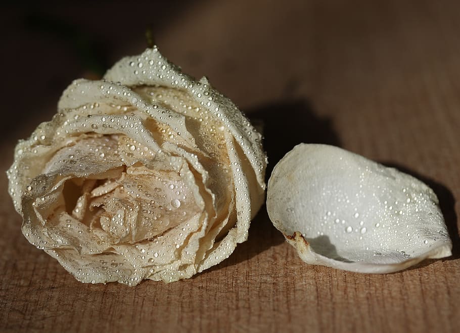 rose, white, petals, drops, splash, water, food and drink, still life HD wallpaper