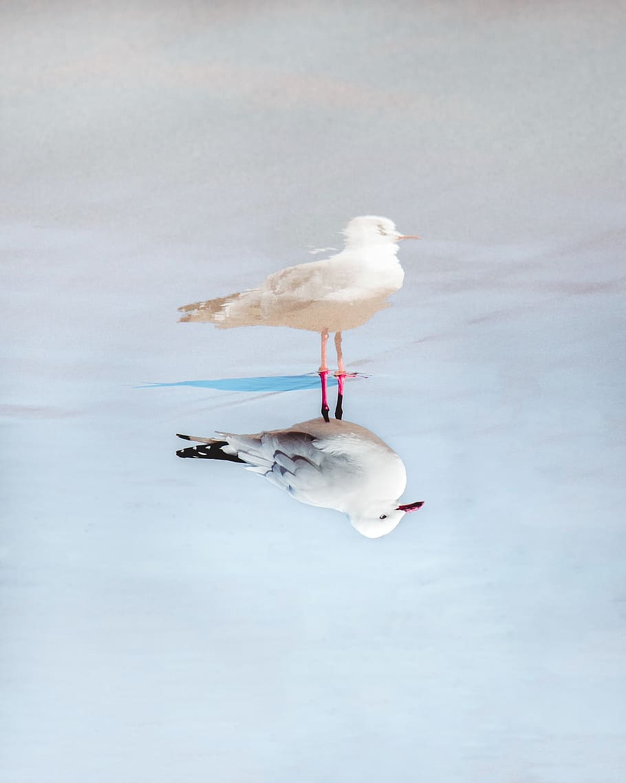 white bird painting, animal, seagull, flying, pottery, art, porcelain HD wallpaper