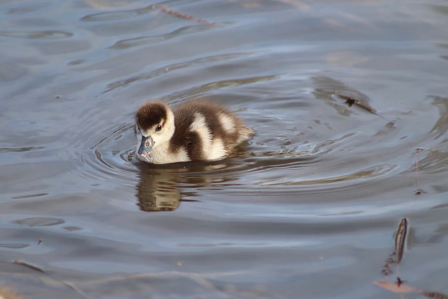 chicks, goslings, nilgans, young, small, swim, water, water bird HD wallpaper
