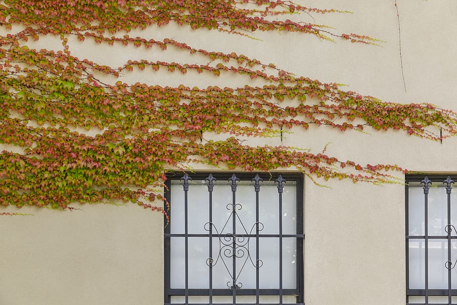 black metal window framed, plant, ivy, vine, brick, geranium HD wallpaper
