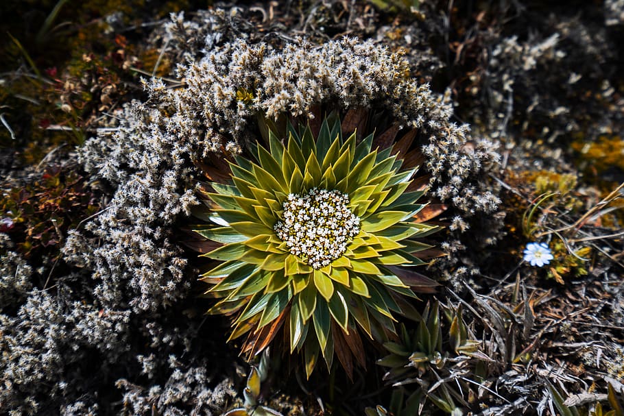 green-leafed plant, blossom, flower, pollen, daisies, daisy, vegetation HD wallpaper
