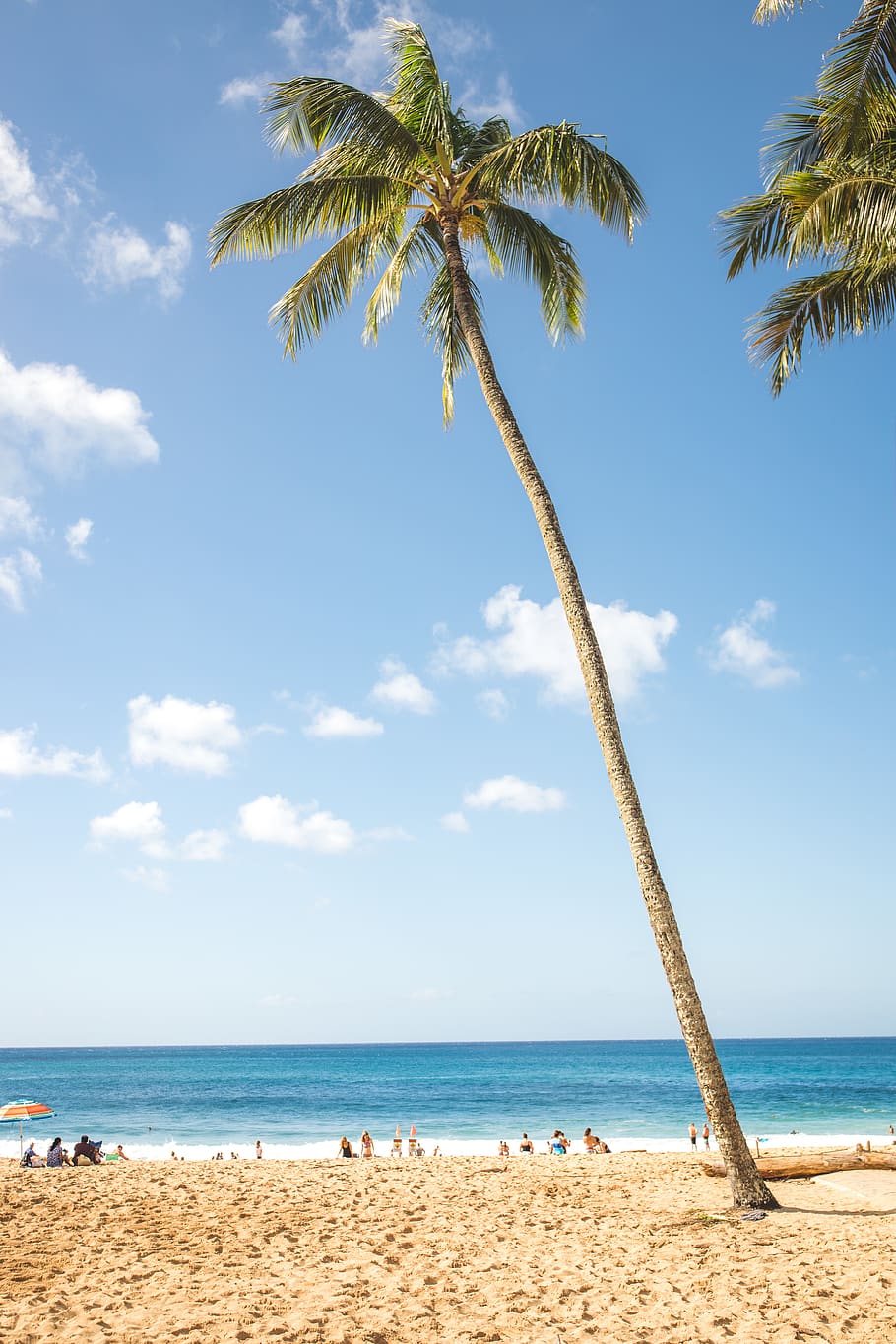 coconut tree, beach, sea, land, sky, palm tree, tropical climate HD wallpaper
