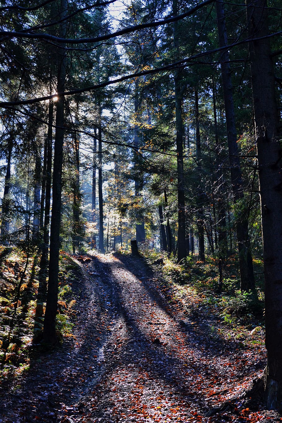 Hd Wallpaper Unpaved Road Between Green Trees At Daytime Forest