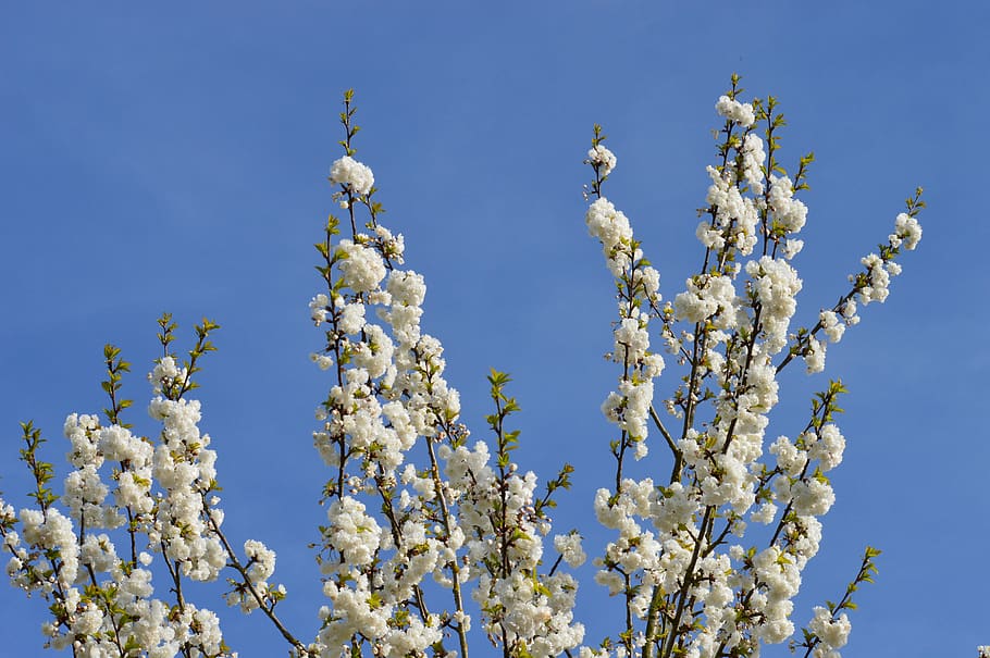 spring, cherry, tree, nature, flower, flowering, leaves, plant HD wallpaper