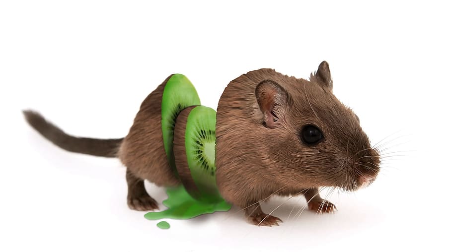 graphic, graphical, mouse, animal, wild, nature, animal themes HD wallpaper