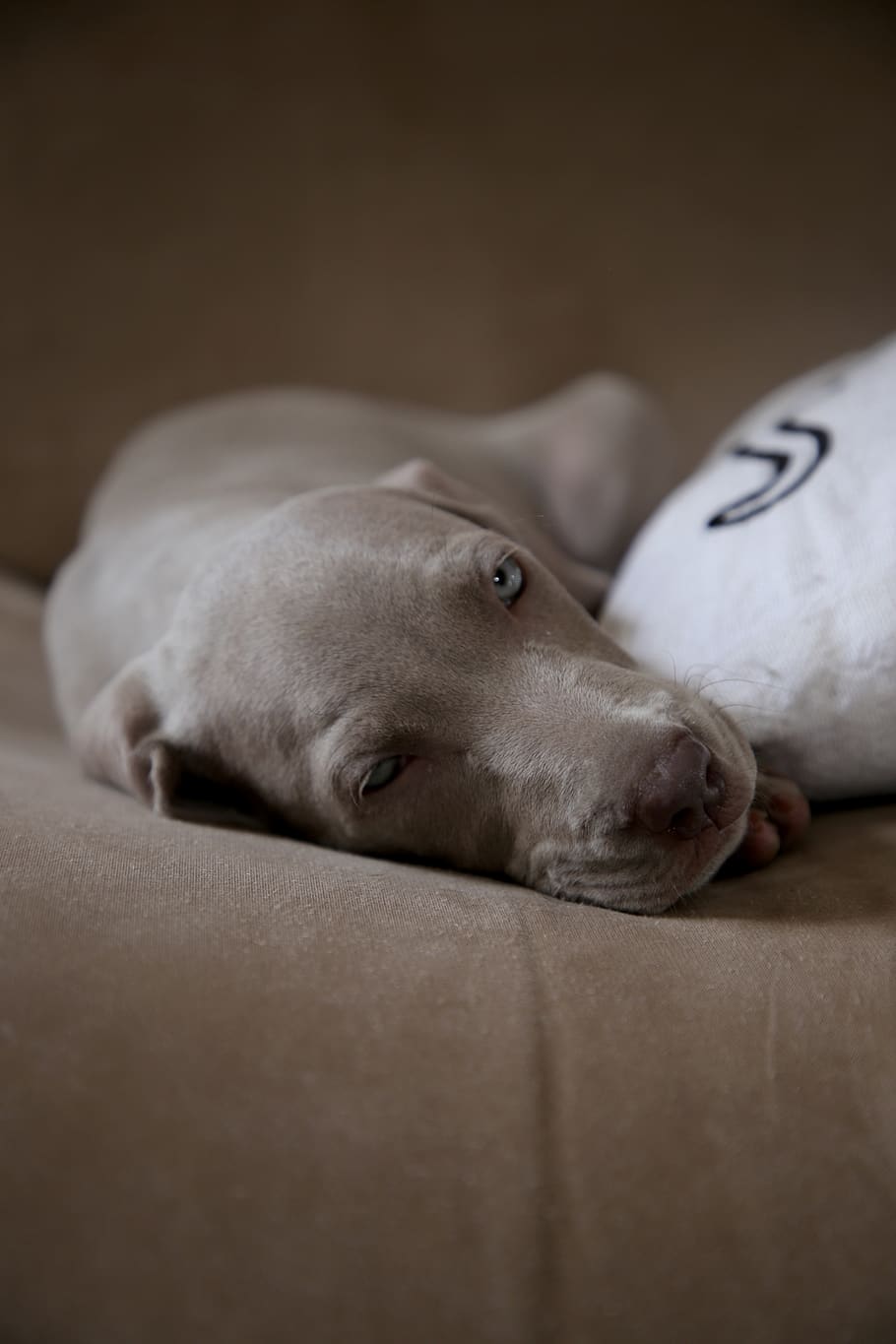 dog lying on sofa, canine, animal, mammal, pet, finger, sleeping HD wallpaper