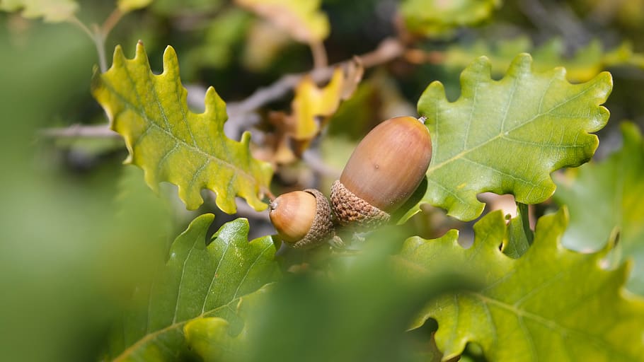 oak, acorn, forest, foliage, green, nature, leaves, sprig, leaf, HD wallpaper