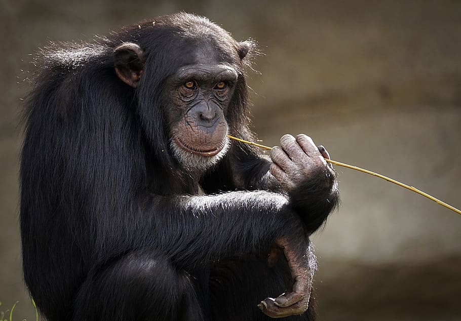 chimpanzee, monkey, ape, mammal, zoo, primates, portrait, creature, HD wallpaper