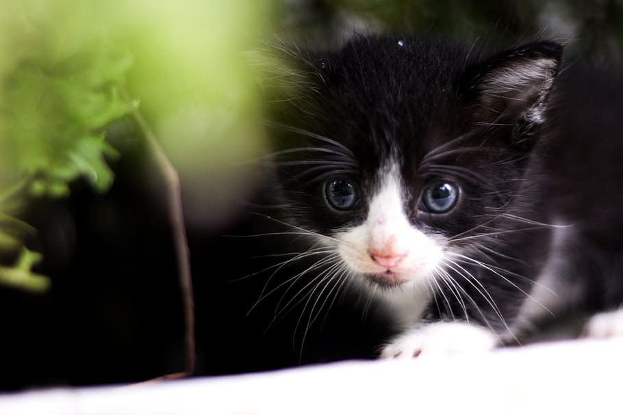 Kitten Peaking Through Greenery Photo, Cats, Pets, Plants, animal themes HD wallpaper