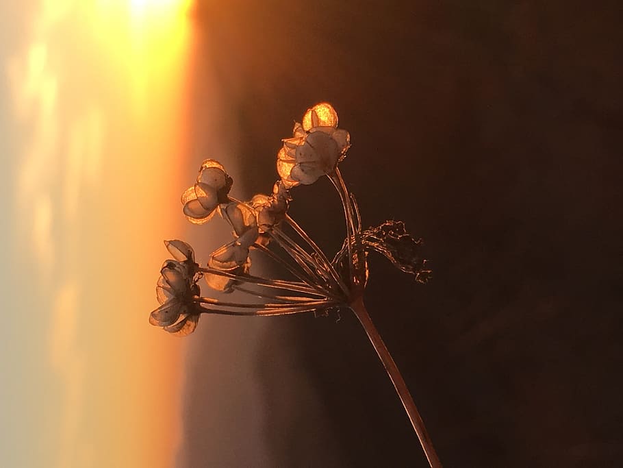 china, beijing, flower, flowering plant, beauty in nature, fragility HD wallpaper