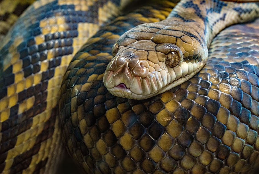 brown snake, one animal, reptile, animal themes, animal body part HD wallpaper