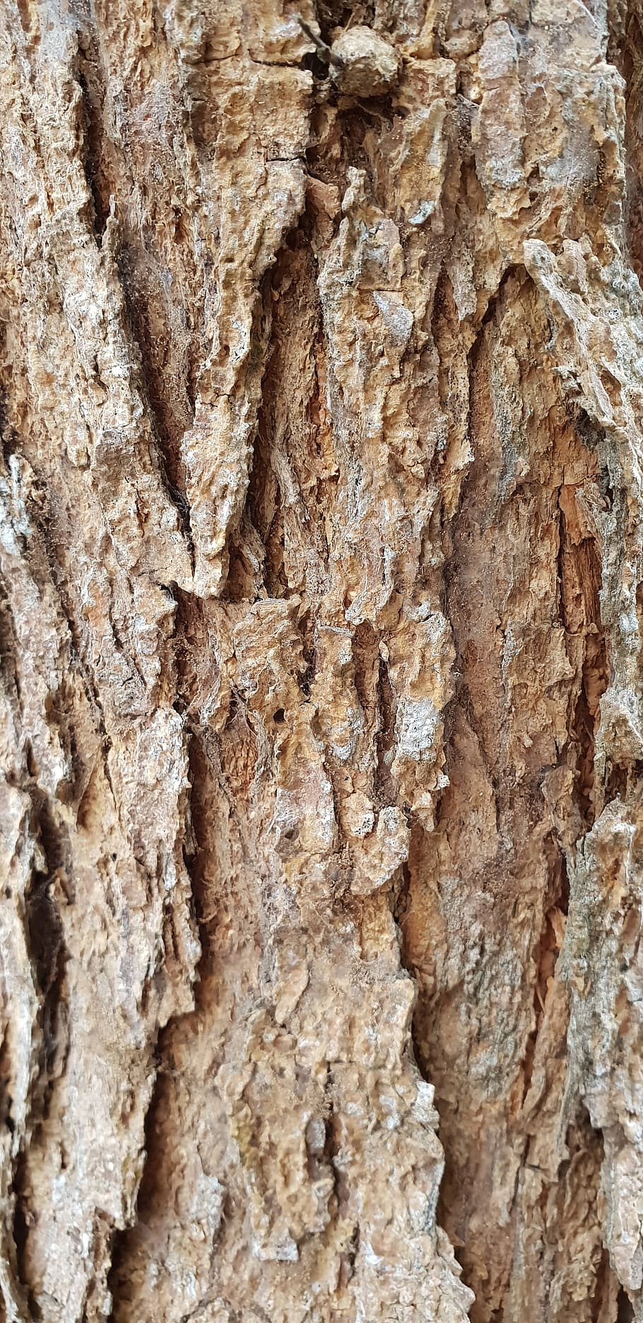 wood, bark, trunk, tree, full frame, backgrounds, textured HD wallpaper