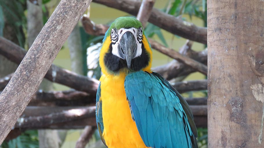 macaw, ave, animals, nature, colorful, peak, plumage, tropical HD wallpaper