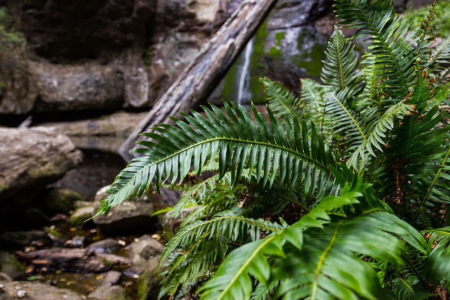 leaves, waterfall, log, rocks, plant, plant part, leaf, growth HD wallpaper
