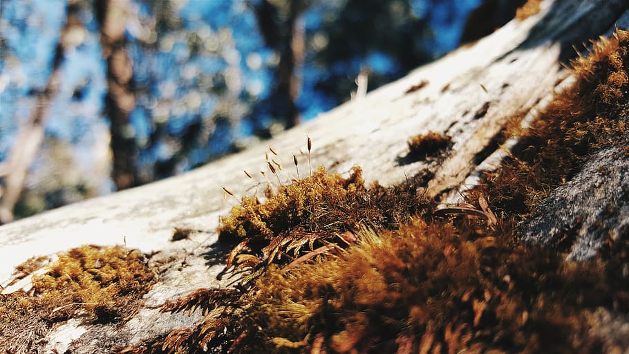 nepal, annapurna, moss, trees, earth, wood, nature, plant, close-up HD wallpaper