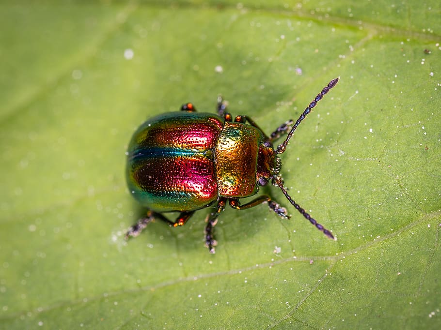 Beetle On Green Leaf, bug, insect, little, animal themes, one animal HD wallpaper