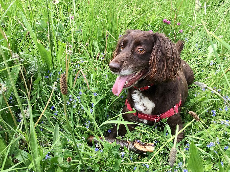 dog, cocker, spaniel, animal, pet, pets, canine, domestic, one animal HD wallpaper