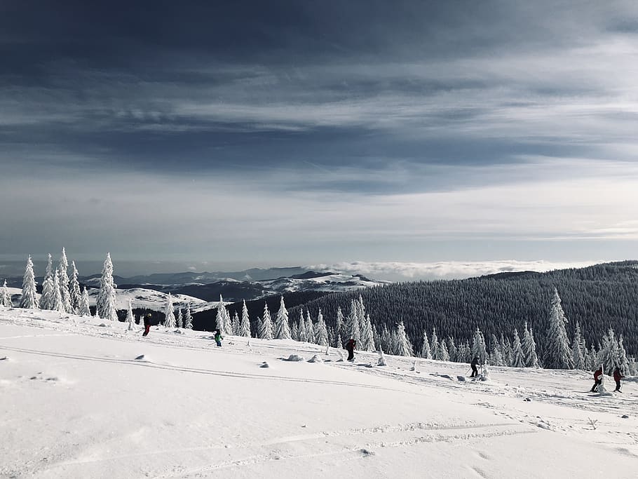 pine trees on snowfield, human, person, outdoors, nature, plant HD wallpaper