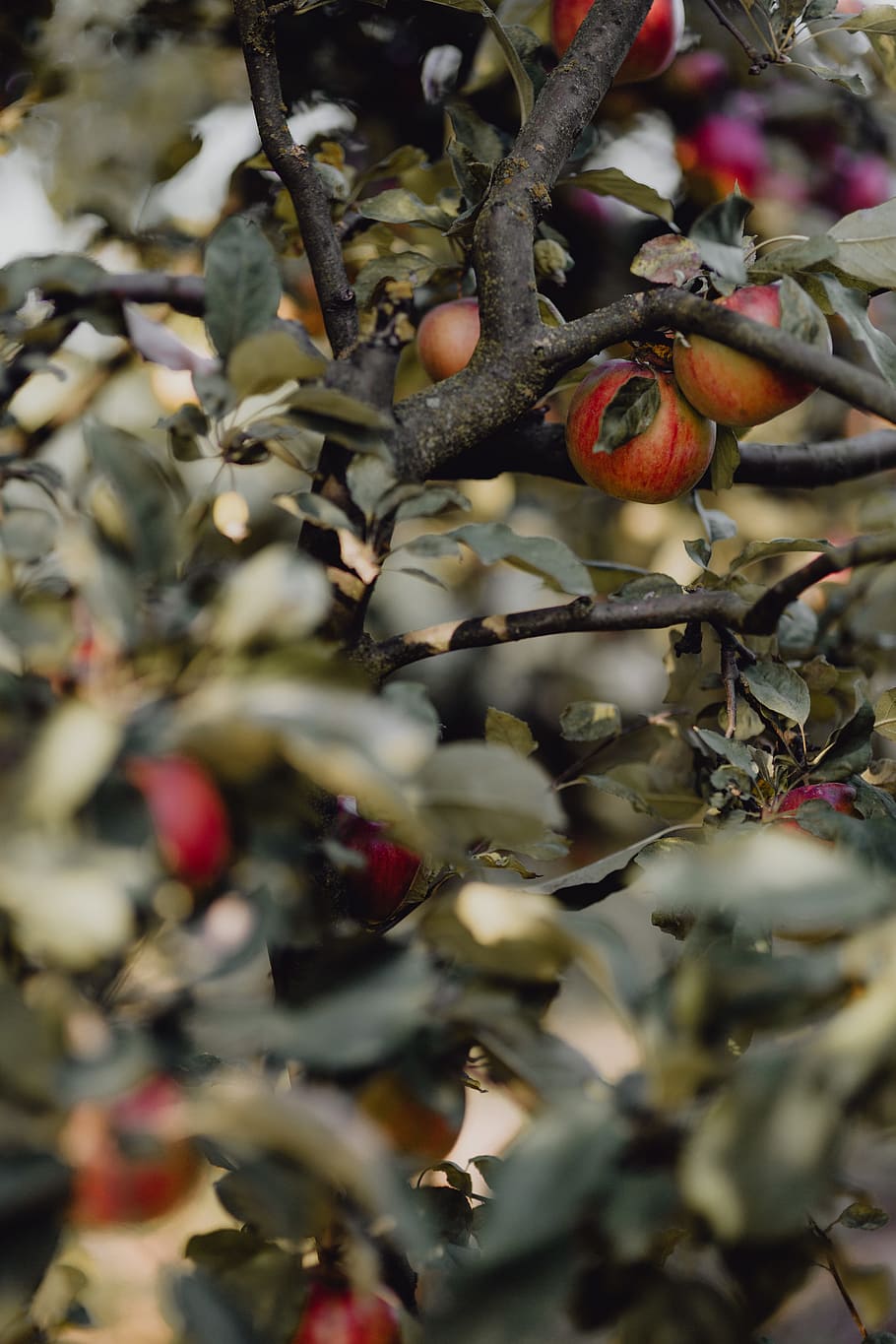 Red apples on a tree in the garden, apple tree, fruit, food and drink HD wallpaper