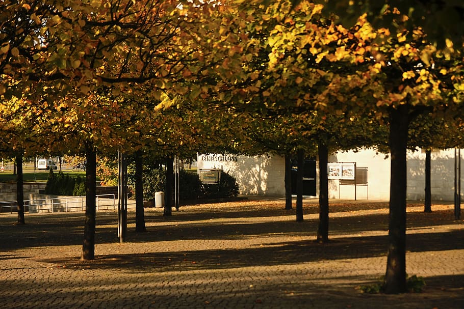 germany, hannover, plant, tree, autumn, nature, growth, park HD wallpaper