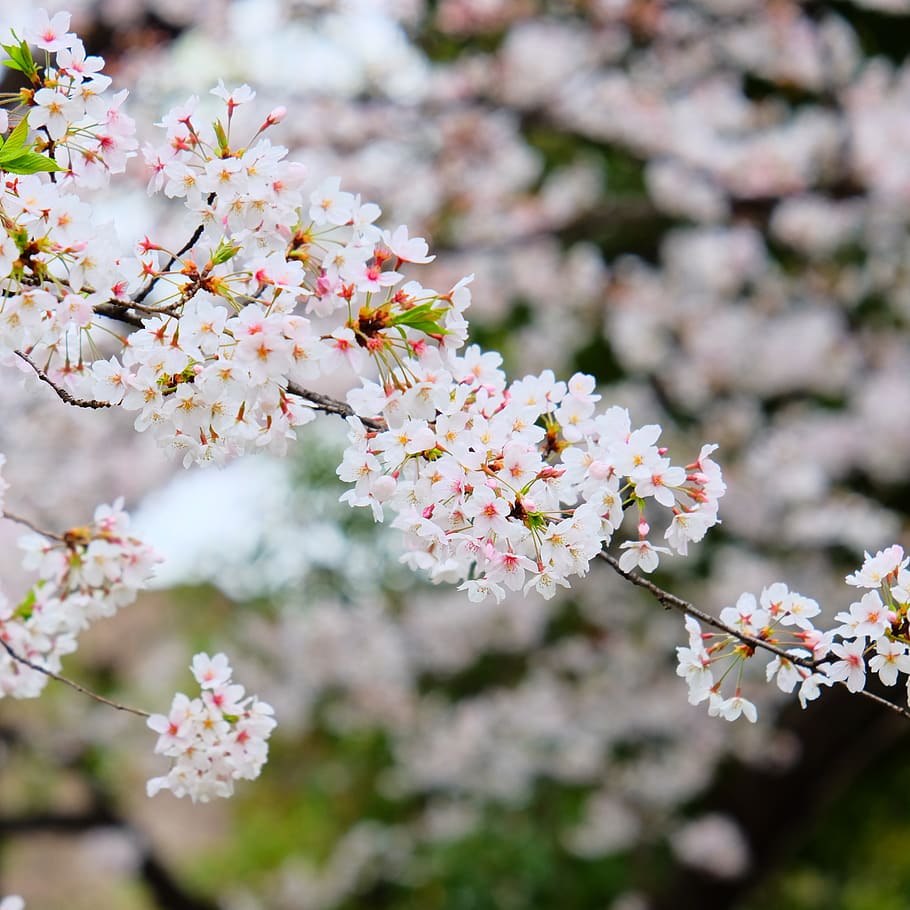 cherry blossom, blooming, trees, branches, spring, beautiful HD wallpaper