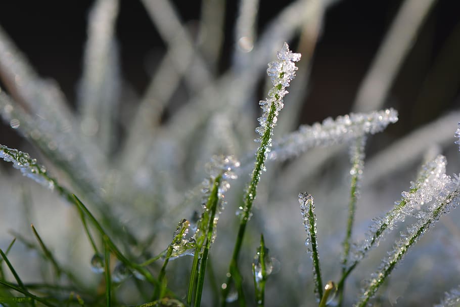 grass, cold, winter, frozen, crystal, eiskristalle, ice, snow, HD wallpaper