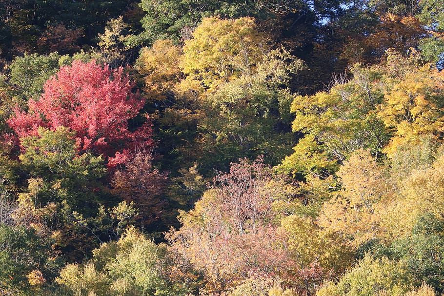 fall, trees, forest, plant, beauty in nature, growth, tranquility HD wallpaper