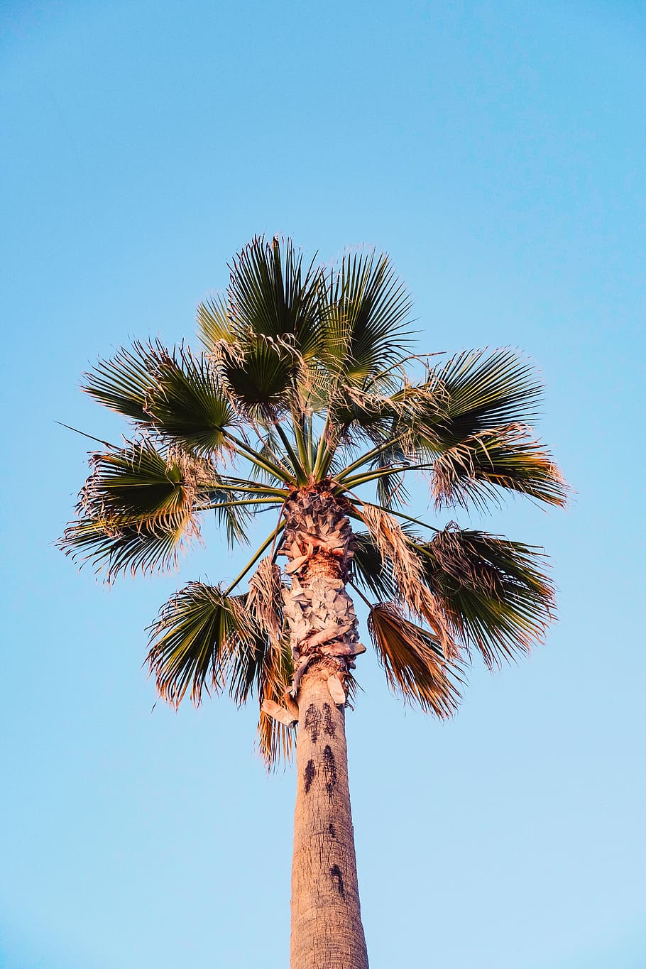 green-leafed tree, sky, low angle view, clear sky, palm tree HD wallpaper
