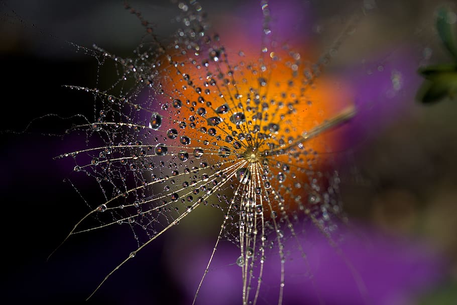 Selective Focus Photography of Dew Drops on Plant, blur, close-up HD wallpaper