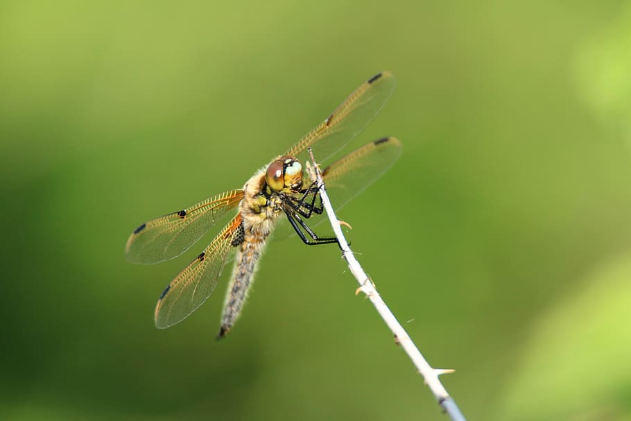 dragonfly, wing, insect, close up, green, nature, animal world HD wallpaper