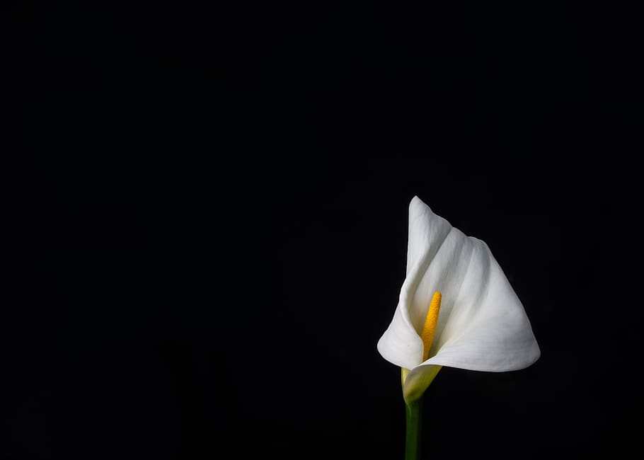 white petaled flower, flowering plant, fragility, vulnerability HD wallpaper