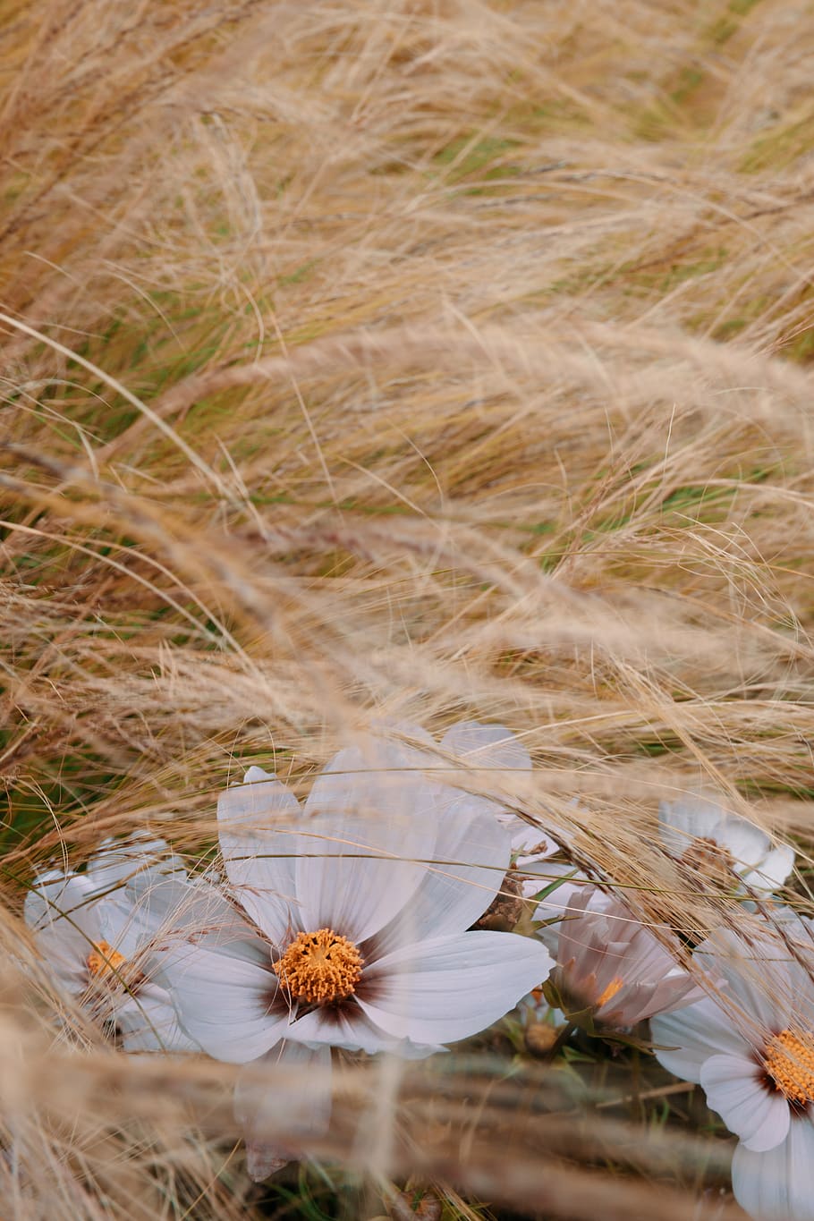 flower, grass, fall, plant, growth, nature, flowering plant HD wallpaper