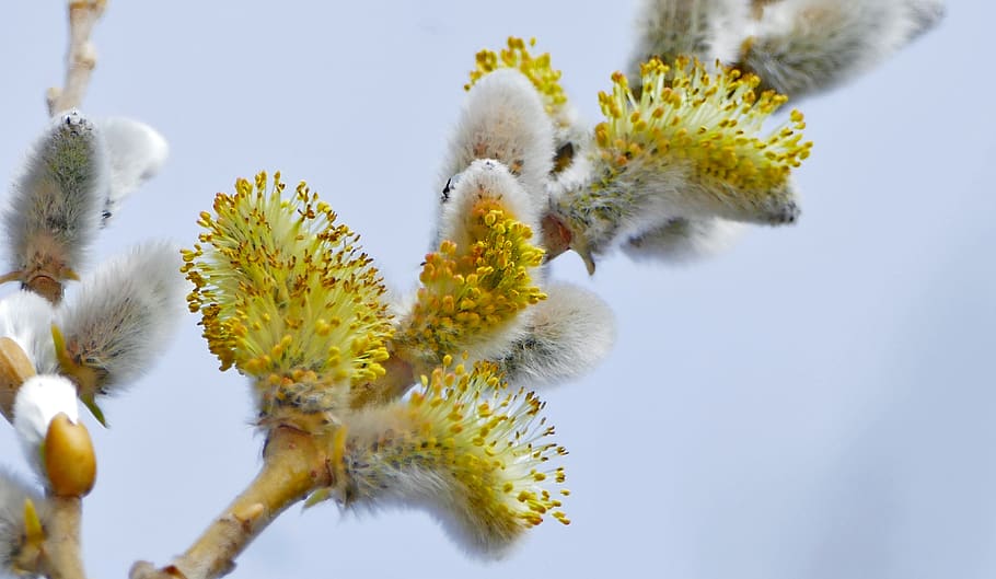 nature, plant, tree, pasture, willow catkin, flowers, furry, HD wallpaper