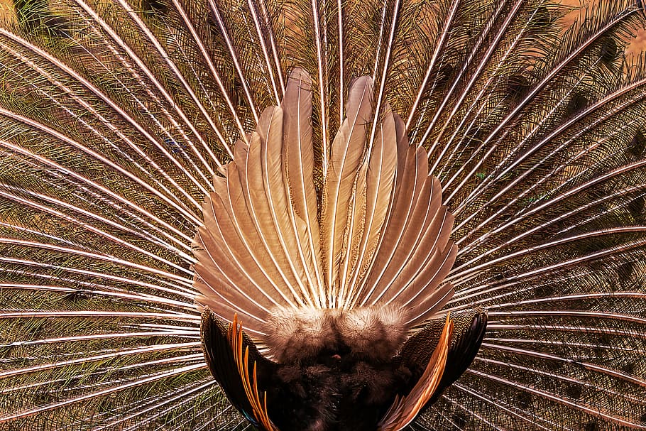 animal, peacock, pattern, texture, plumage, beautiful, bird HD wallpaper