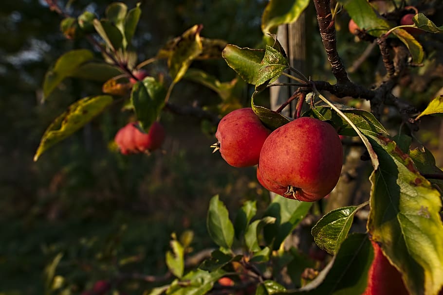 apple, tree, healthy, autumn, fruit, kernobstgewaechs, vitamins HD wallpaper