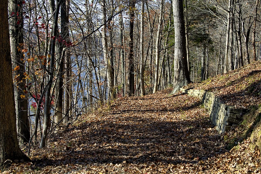 trees, forest, lake, fall, land, plant, tranquility, the way forward HD wallpaper