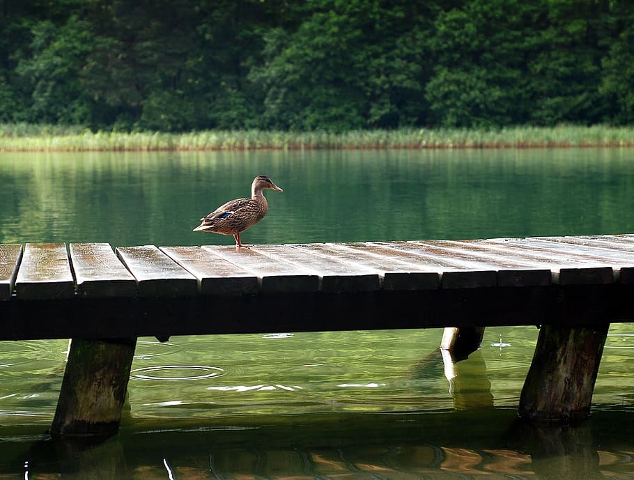 Duck on Wooden Dock at Daytime, jetty, pier, water, animal themes HD wallpaper