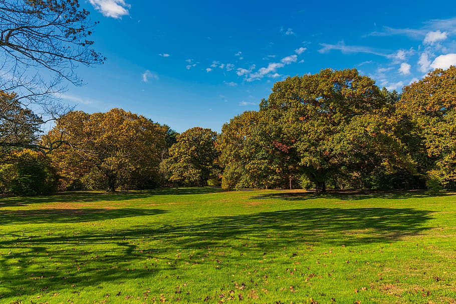 landscape, trees, grass, sky, nature, early fall, plant, green color HD wallpaper