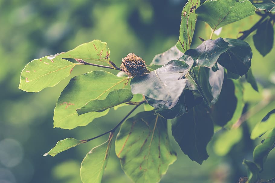 beech, beech nuts, tree, leaves, sheet, green, nature, landscape, HD wallpaper