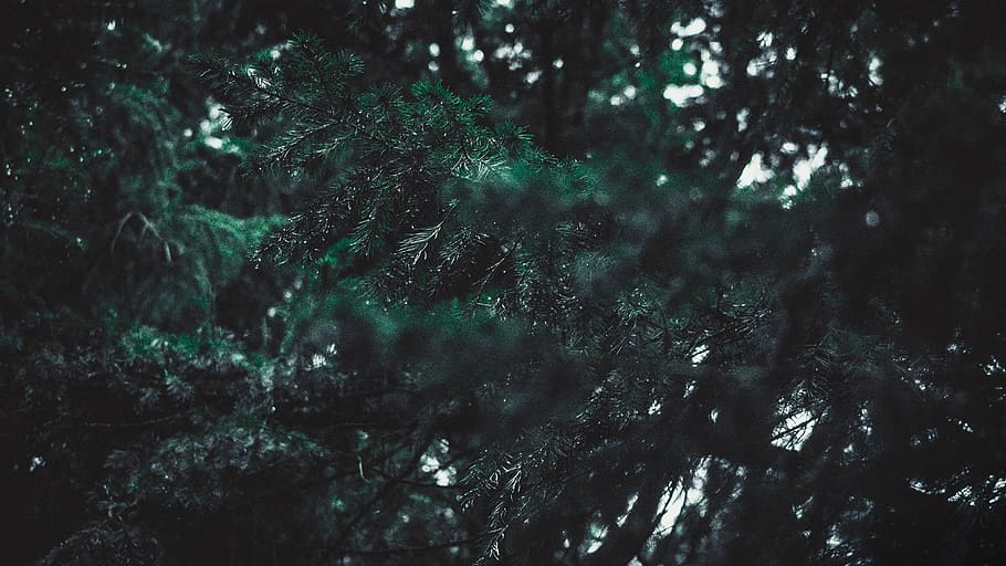 green-leafed tree, forest, dark, wallpaper, light, nature, plant HD wallpaper