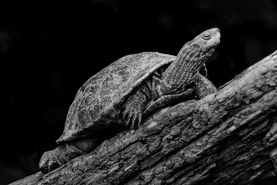 turtle, nature, animal, reptile, vertebrate, lizard, animal themes HD wallpaper