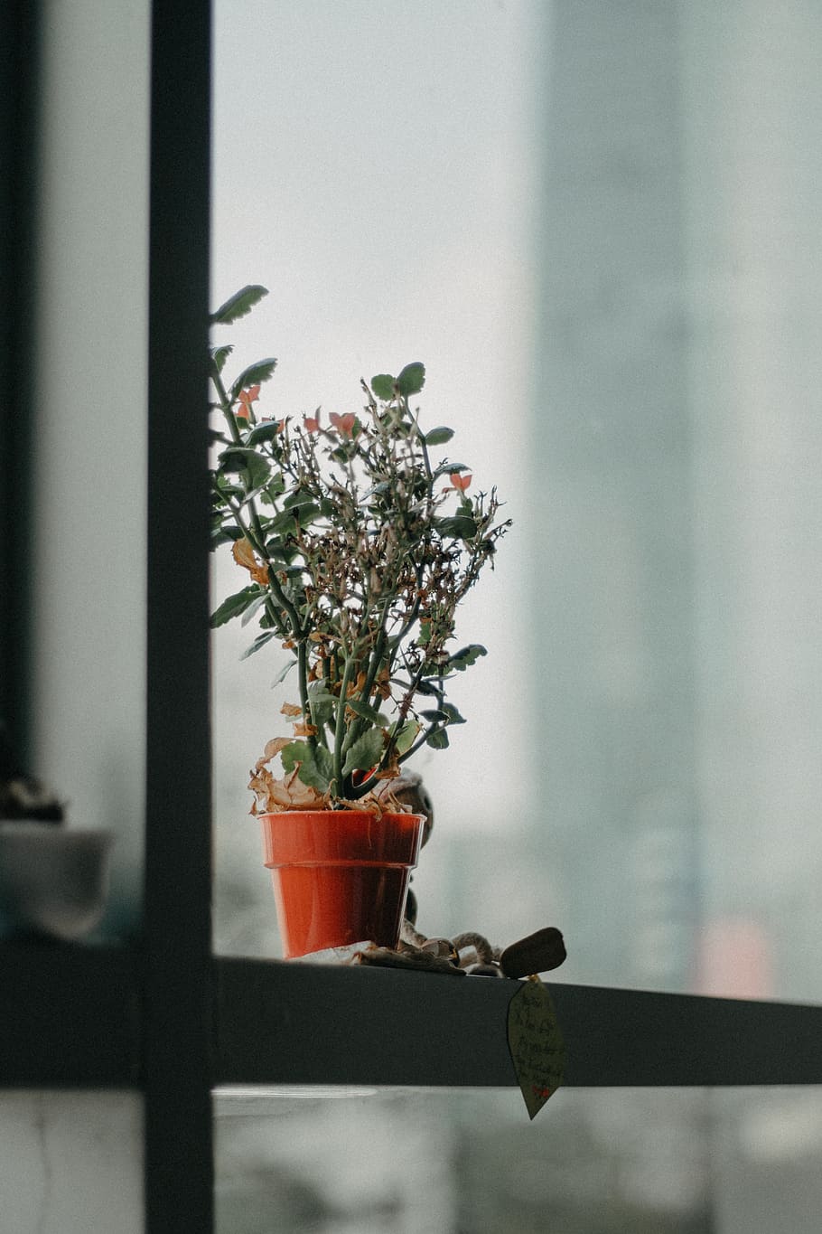 green-leaf plant, tree, potted plant, growth, no people, flower HD wallpaper