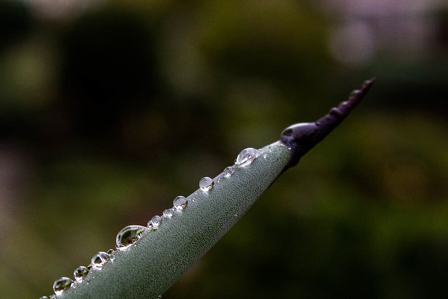 rain, raindrop, tale, nature, green, macro, closeup, plant HD wallpaper