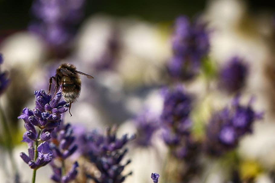 bumblebee, insect, macro, nature, flower, invertebrate, animal themes HD wallpaper