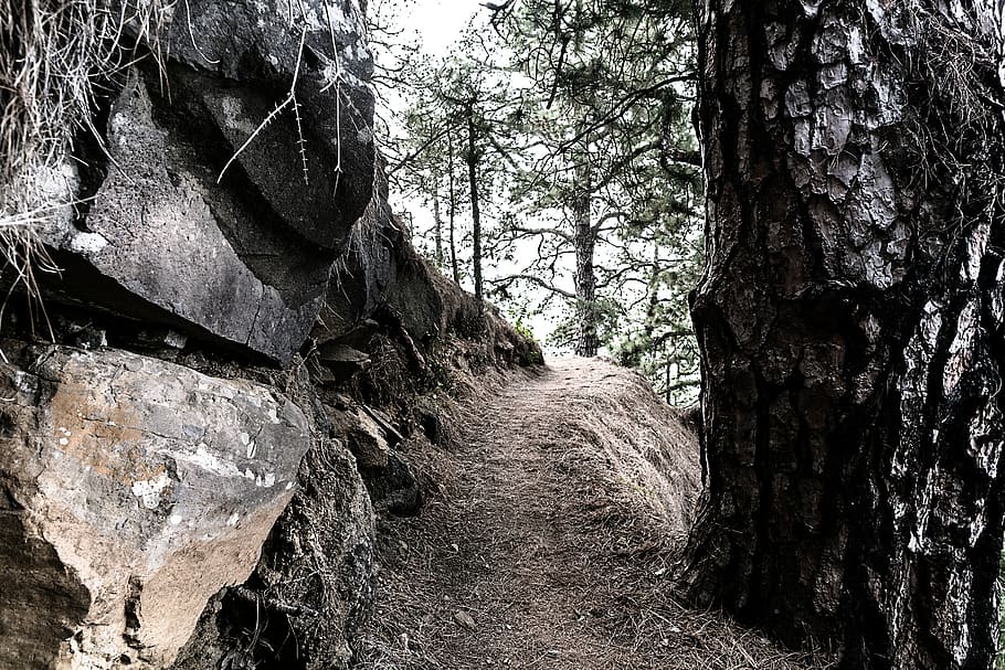 trees, forest, nature, plant, no people, day, land, trunk, tree trunk HD wallpaper