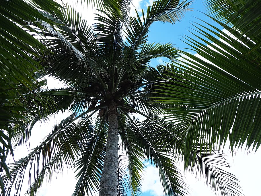 florida, palm, palmtree, blue, sky, love, amazing, palm tree HD wallpaper