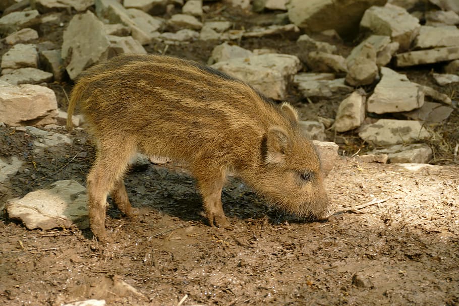 hog, sus scrofa, ever, wild boar, young, big, fauna, mammal HD wallpaper