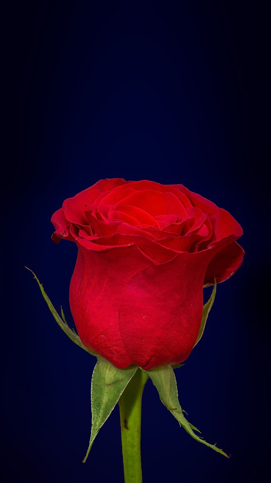 10000 Red Rose Pictures and Images for Free  Pixabay