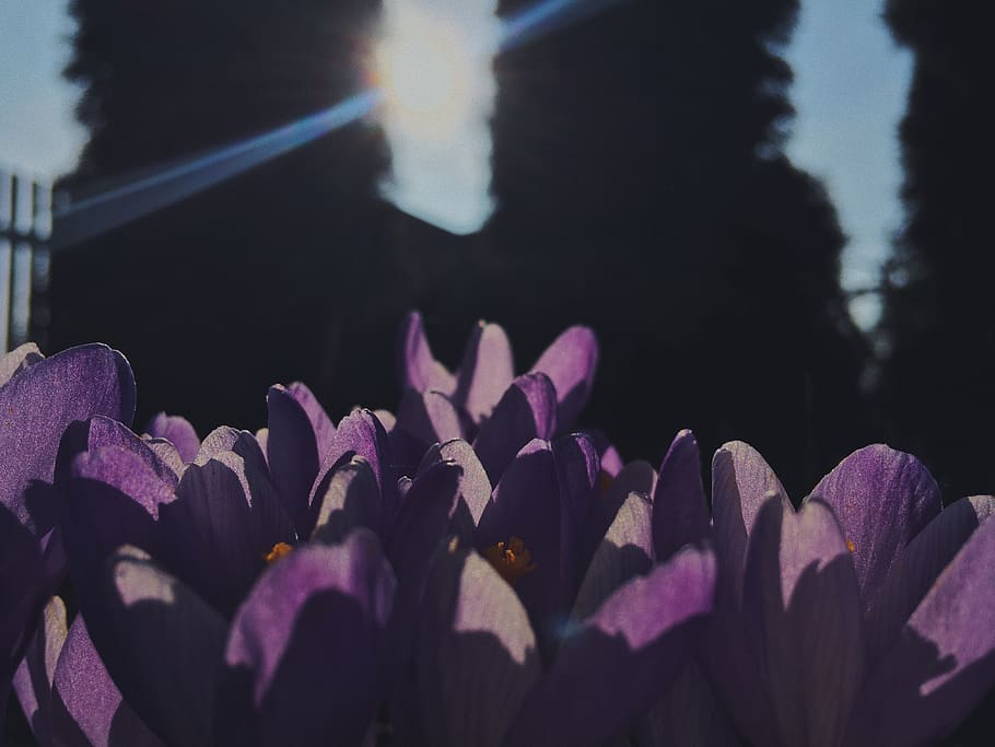 plant, flower, blossom, crocus, welcome spring, petal, geranium HD wallpaper