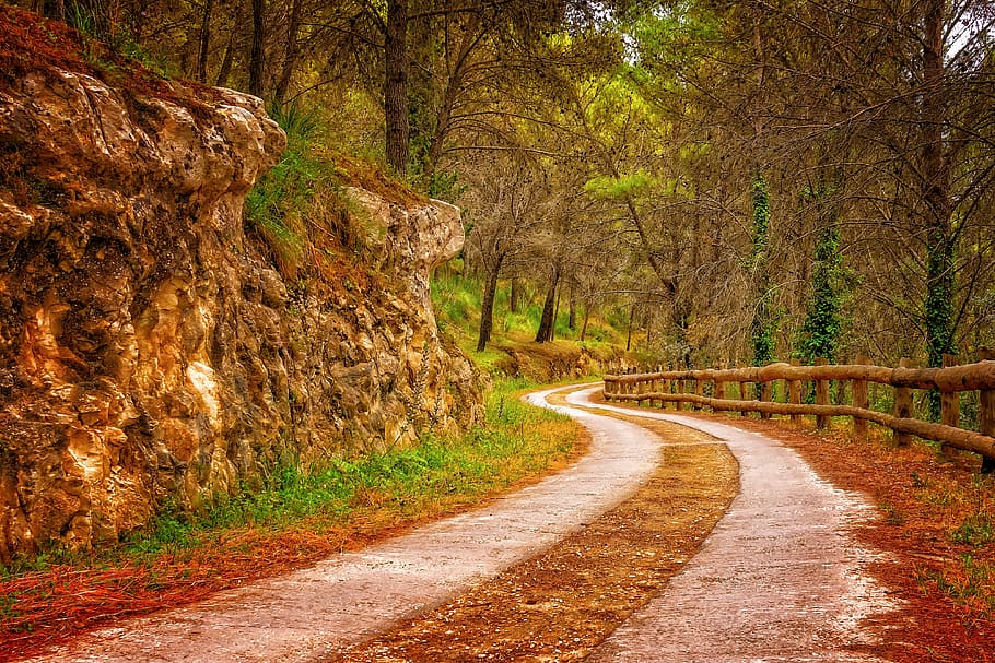 away, path, curve, landscape, forest, nature, forest path, atmosphere HD wallpaper
